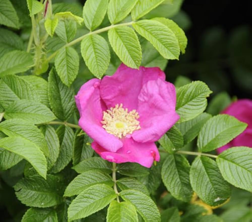 Rugosa (rose Rosa rugosa pink) for planting in garden